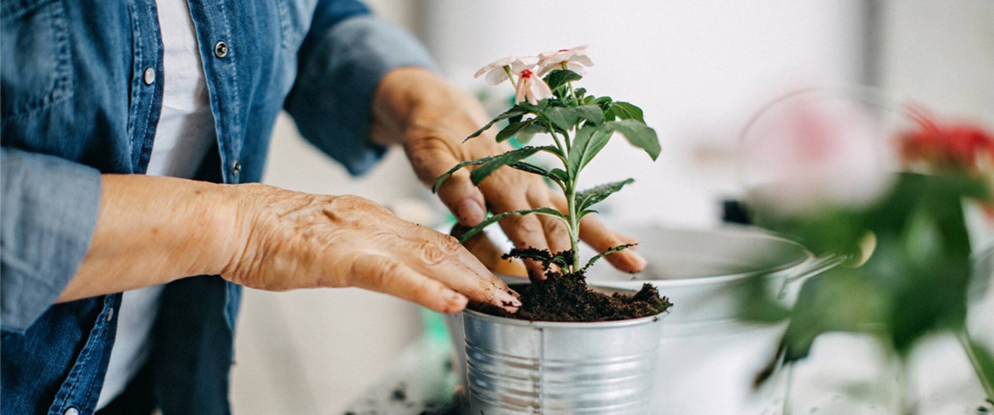 senior planting a small flower plant into a silver pot