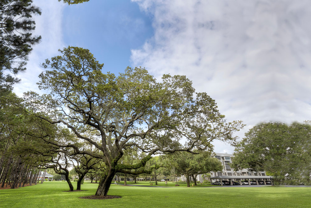 Walking area outside Regency Oaks retirement community