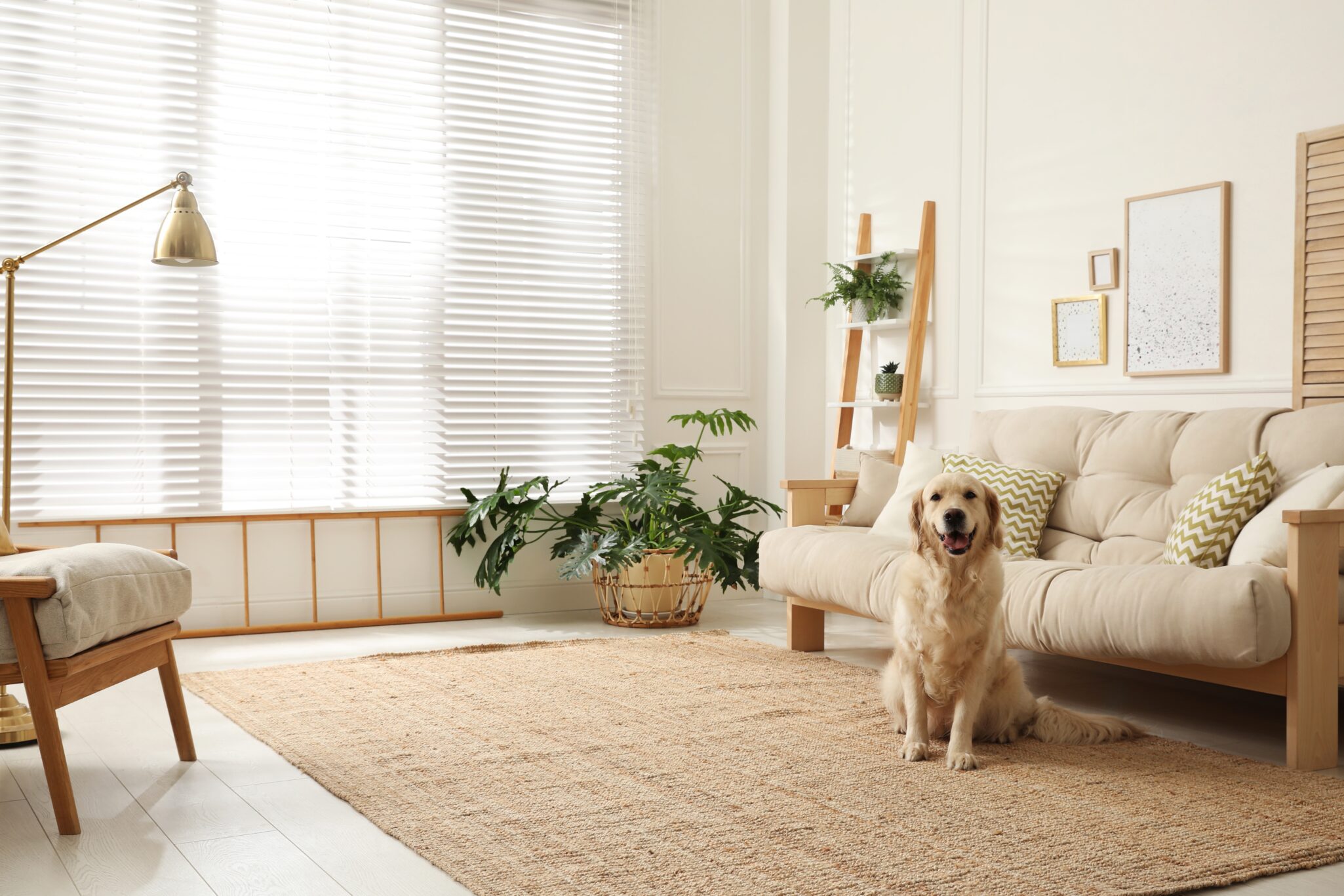 An airy living room with muted tones a cute golden retriever sitting next to the couch